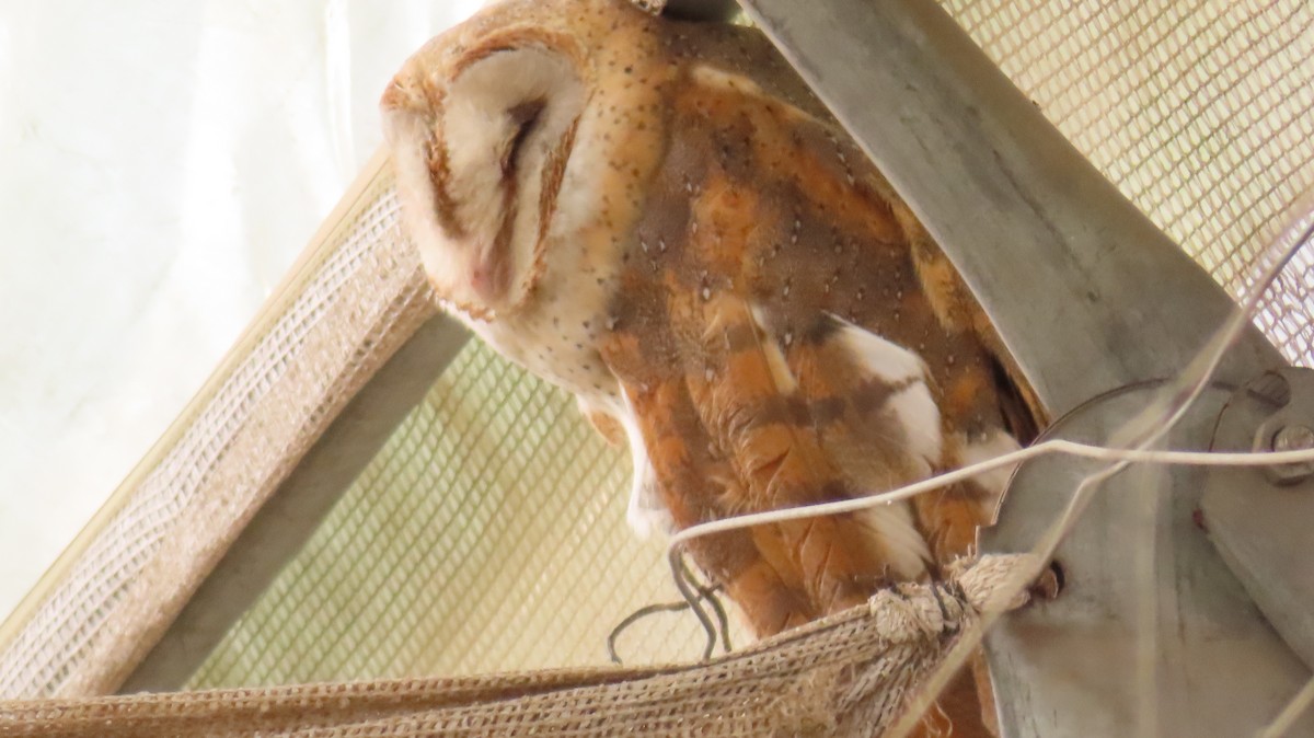 Eastern Barn Owl - ML625876340