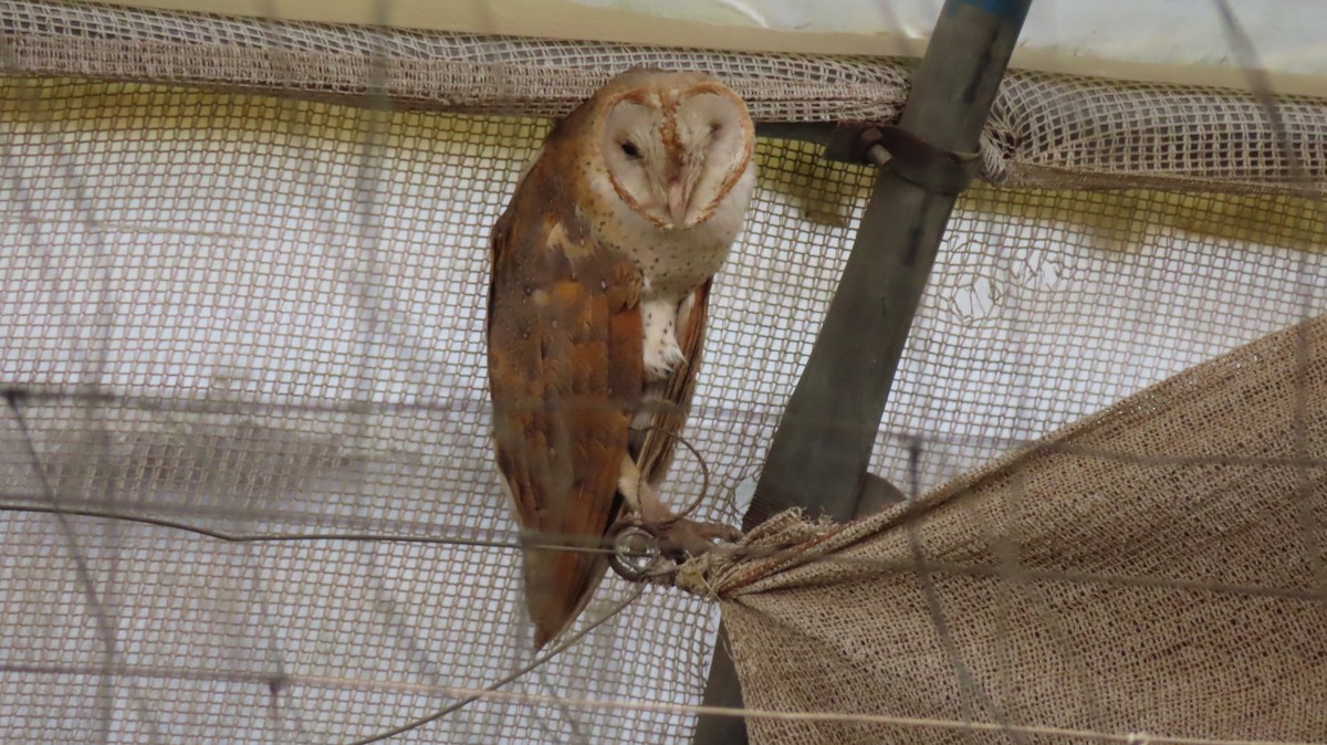 Eastern Barn Owl - ML625876341