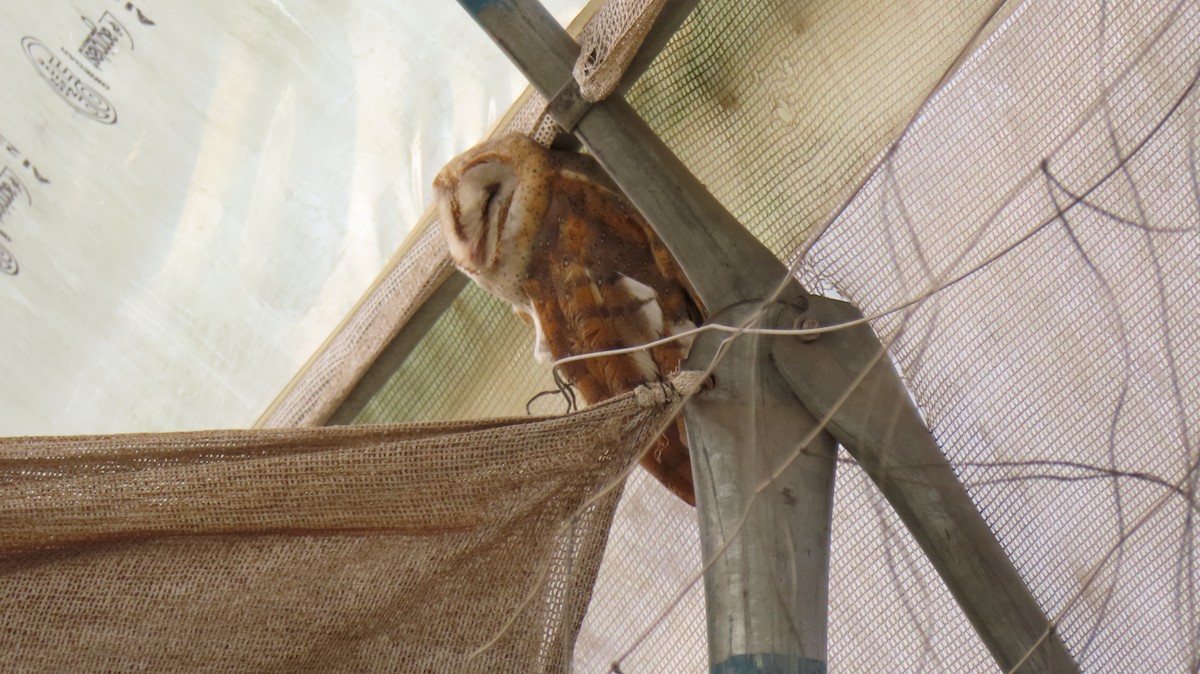 Eastern Barn Owl - ML625876342
