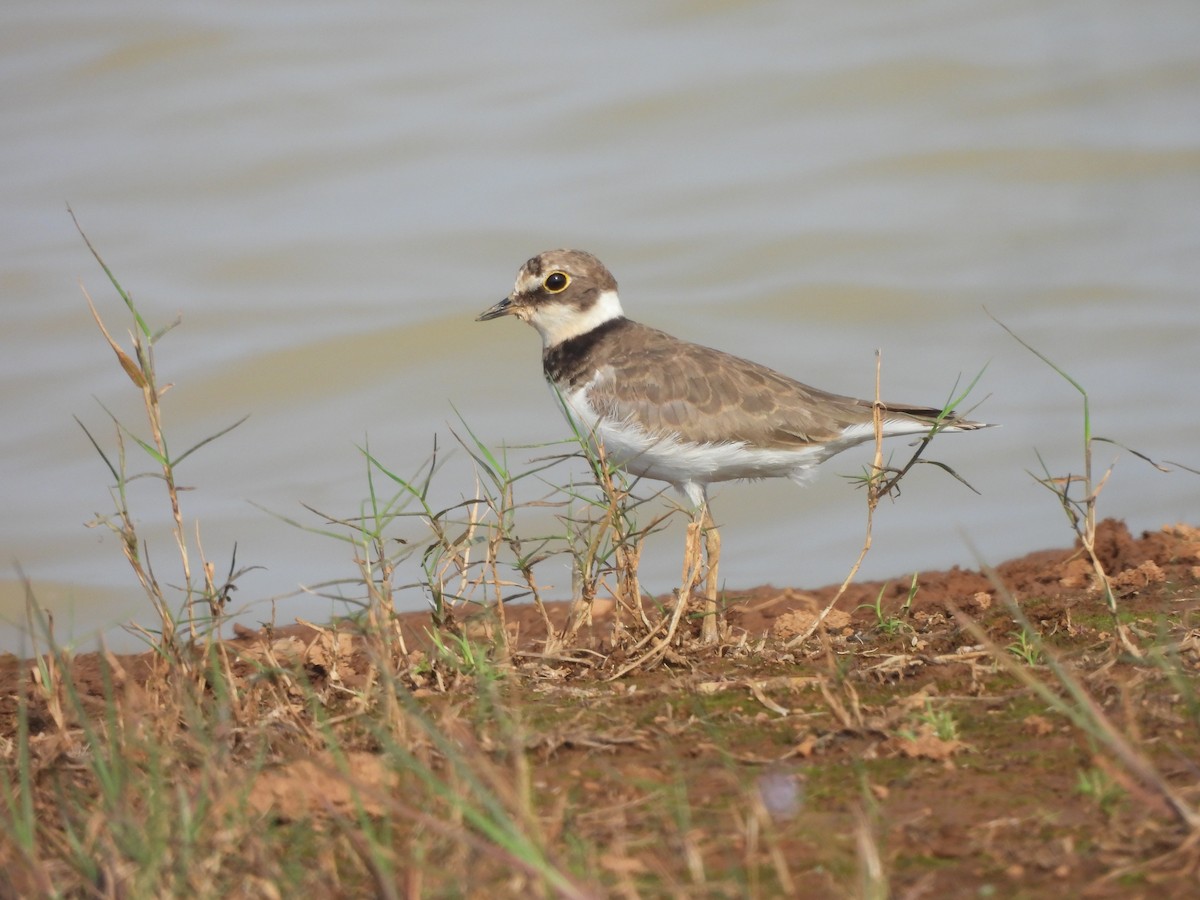 Little Ringed Plover - ML625876452