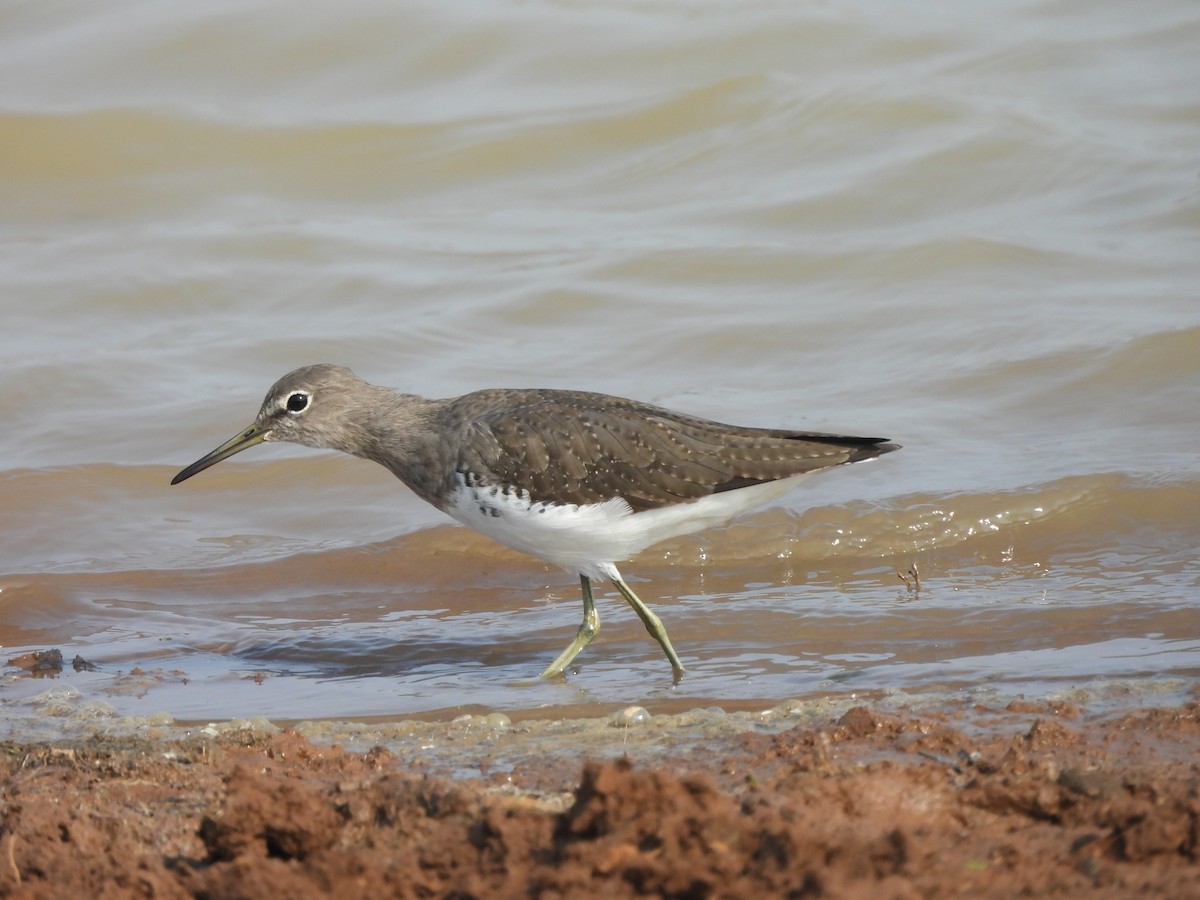 Green Sandpiper - ML625876464
