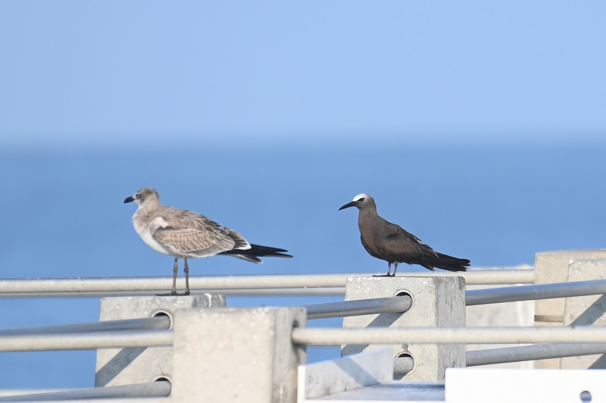 Brown Noddy - ML625876520