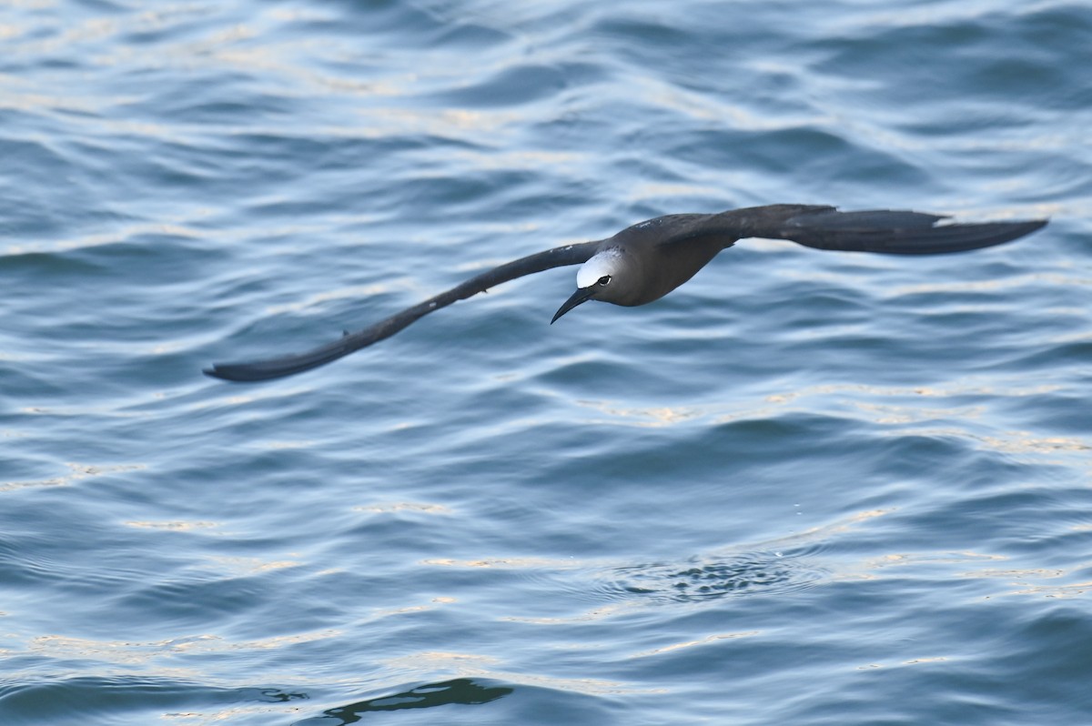 Brown Noddy - ML625876521