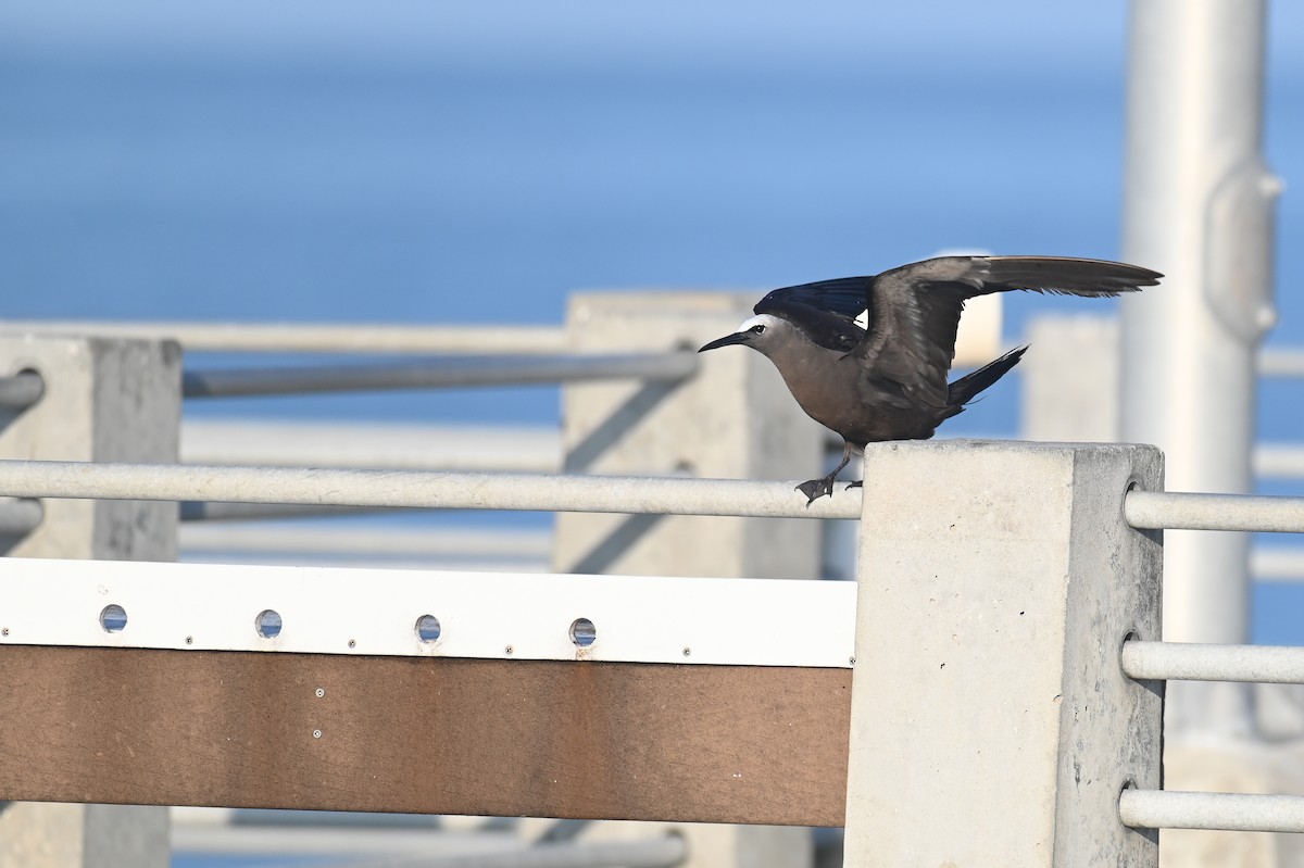 Brown Noddy - ML625876523