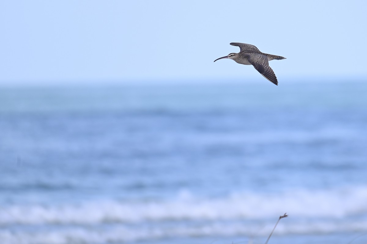 Whimbrel (Hudsonian) - ML625876531