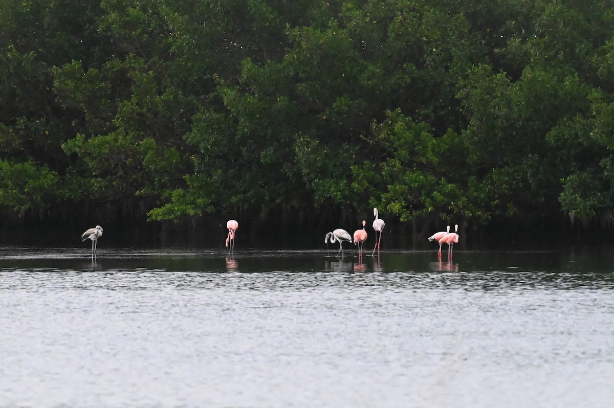 American Flamingo - ML625876558