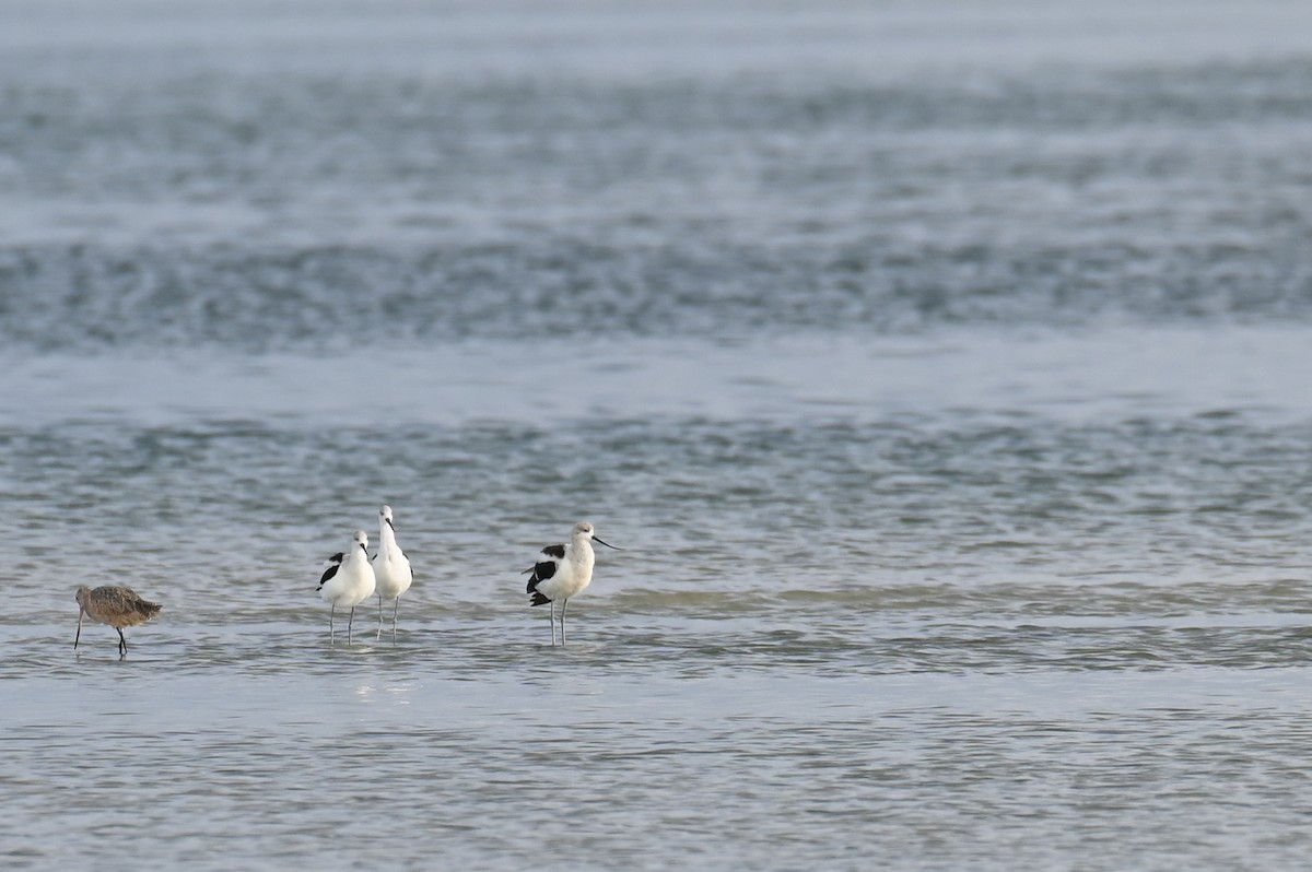 American Avocet - ML625876581