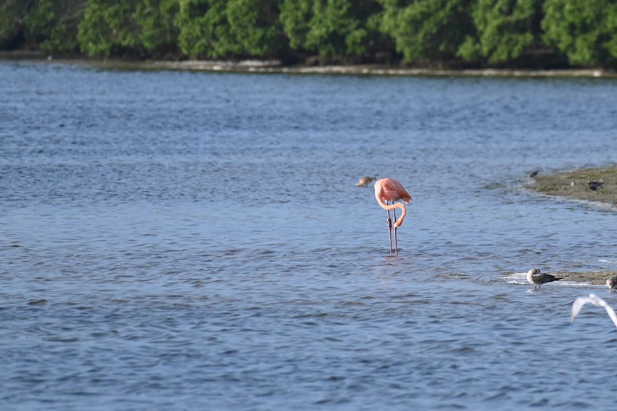 American Flamingo - ML625876614