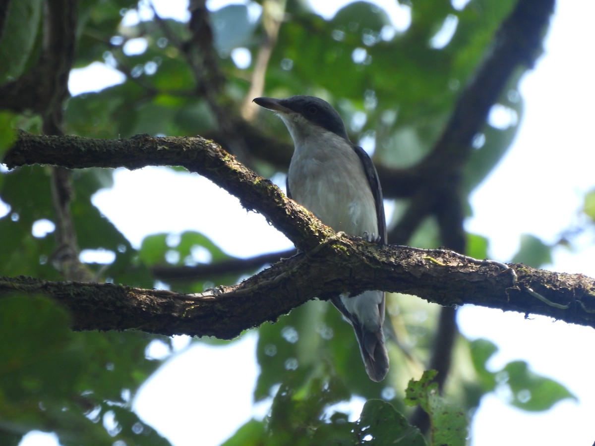 Malabar Woodshrike - ML625876622