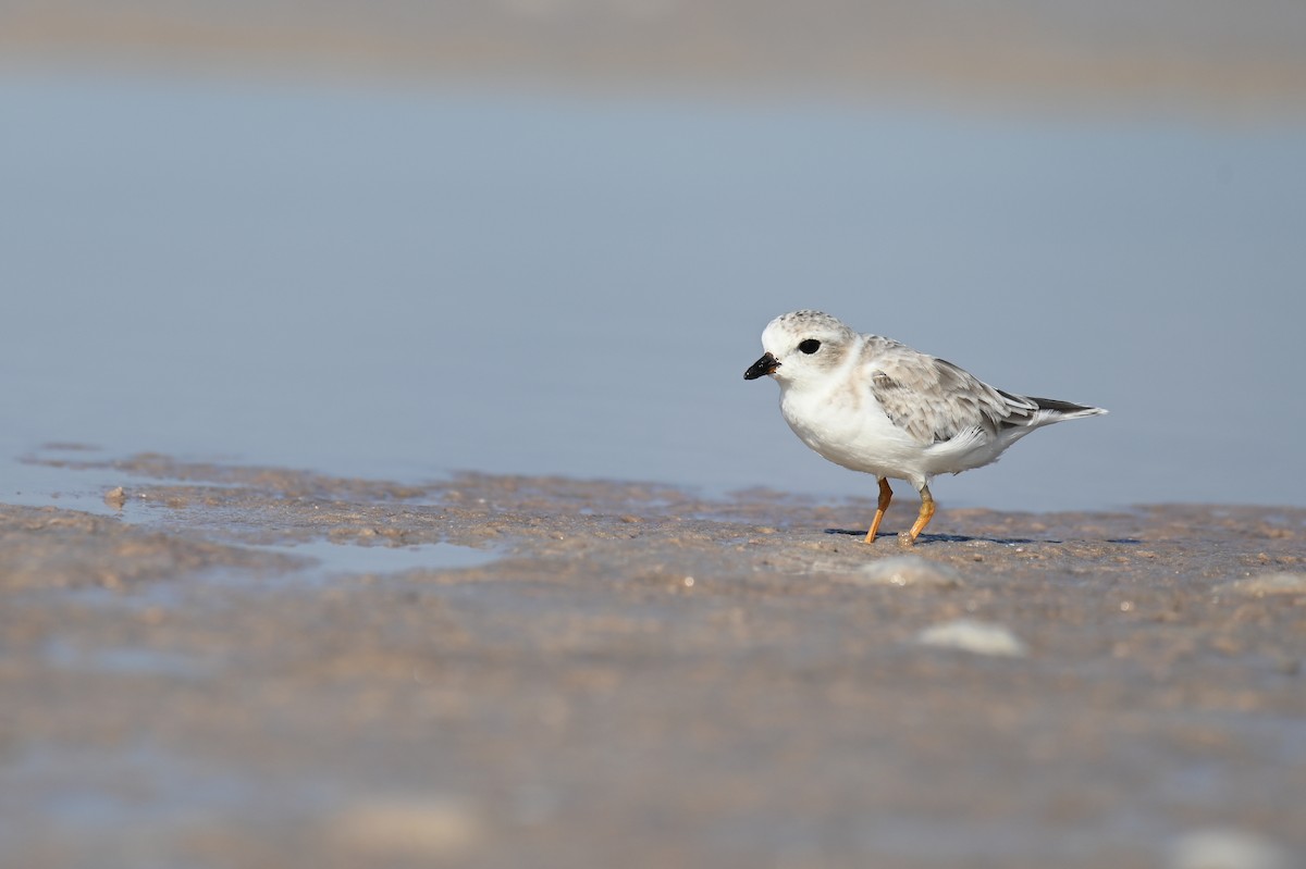 Piping Plover - ML625876628