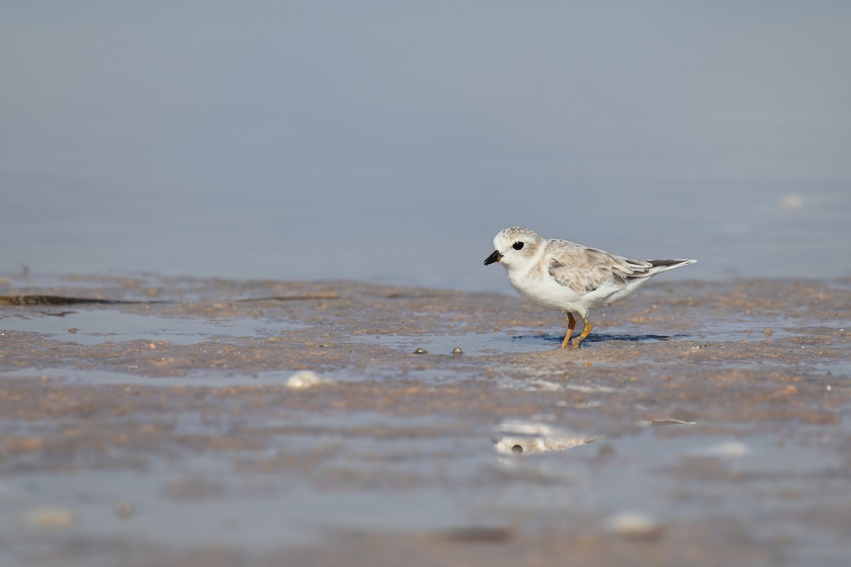 Piping Plover - ML625876629