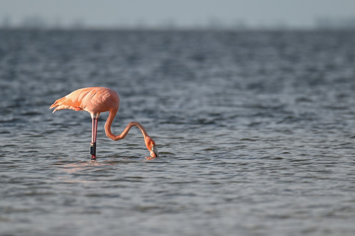 American Flamingo - ML625876642