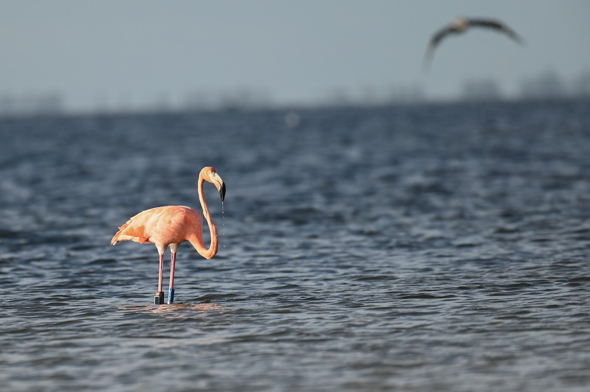 American Flamingo - ML625876643