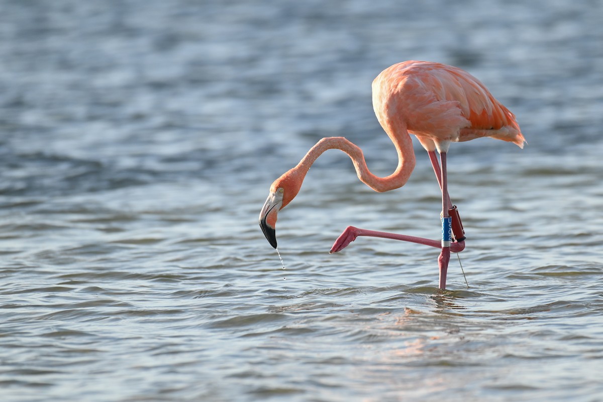 American Flamingo - ML625876644