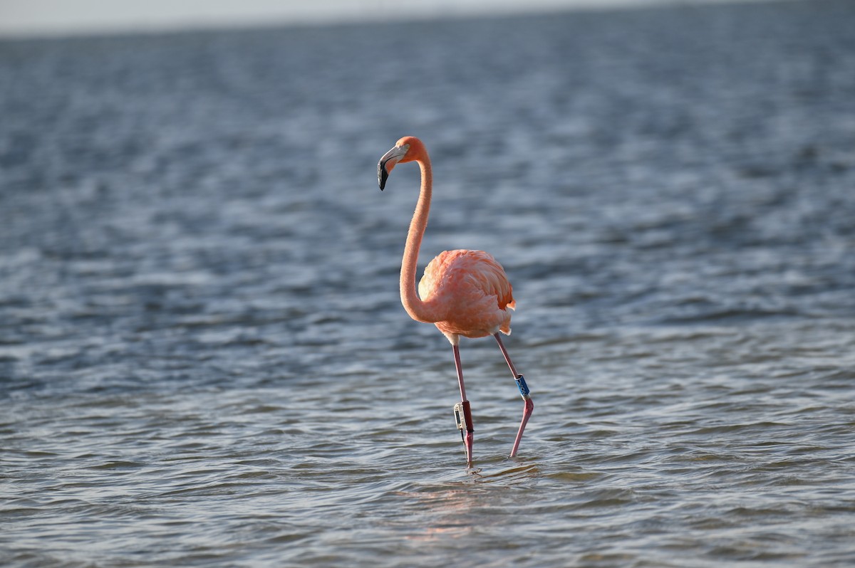 American Flamingo - ML625876645