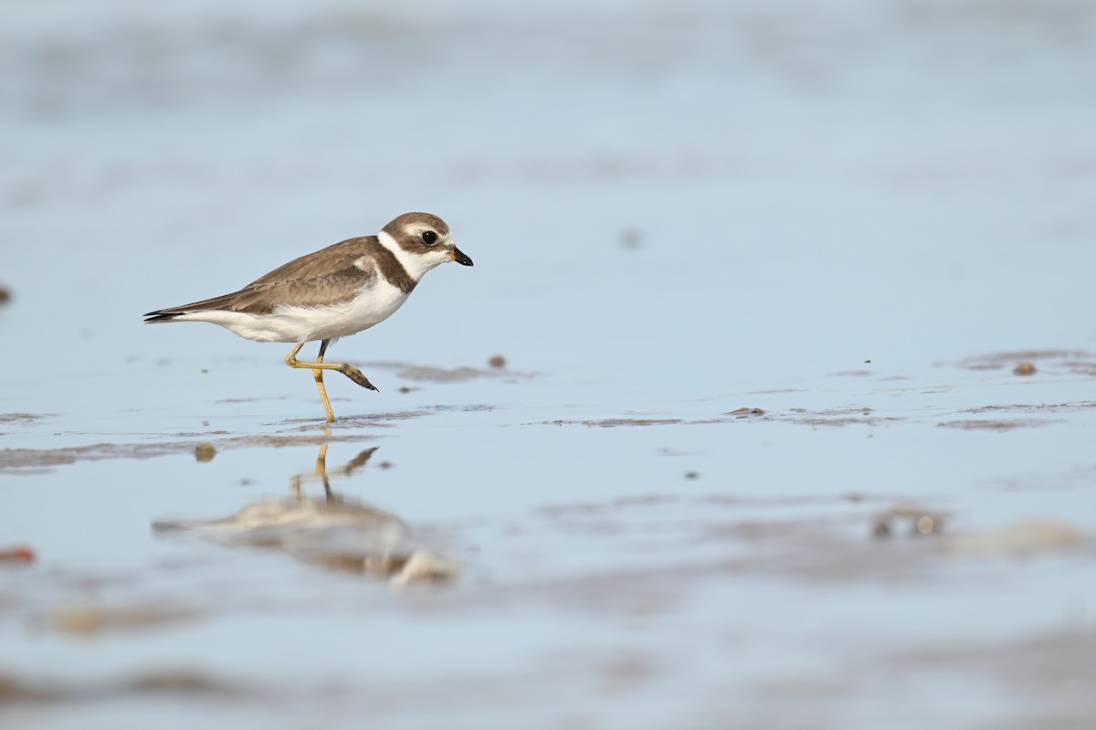 Semipalmated Plover - ML625876647