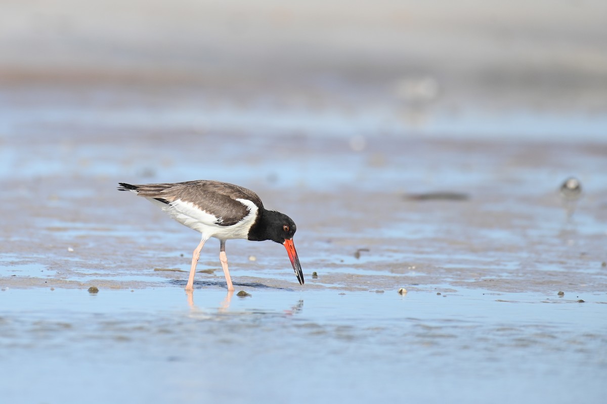 American Oystercatcher - ML625876649