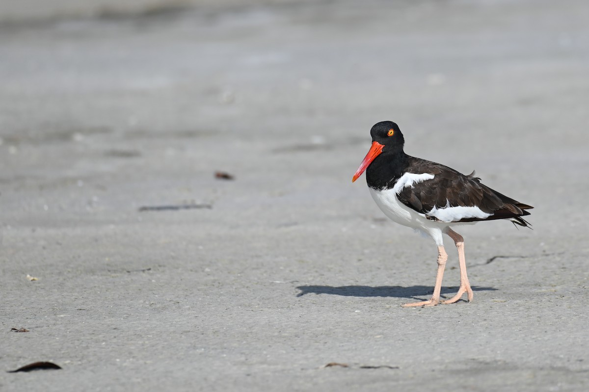 American Oystercatcher - ML625876650