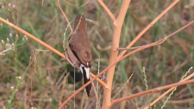 Indian Silverbill - ML625876694
