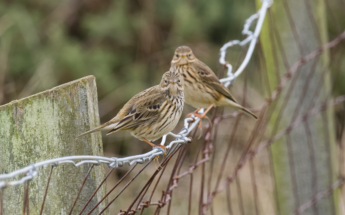 Meadow Pipit - ML625876841