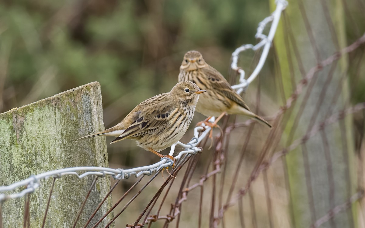 Meadow Pipit - ML625876842