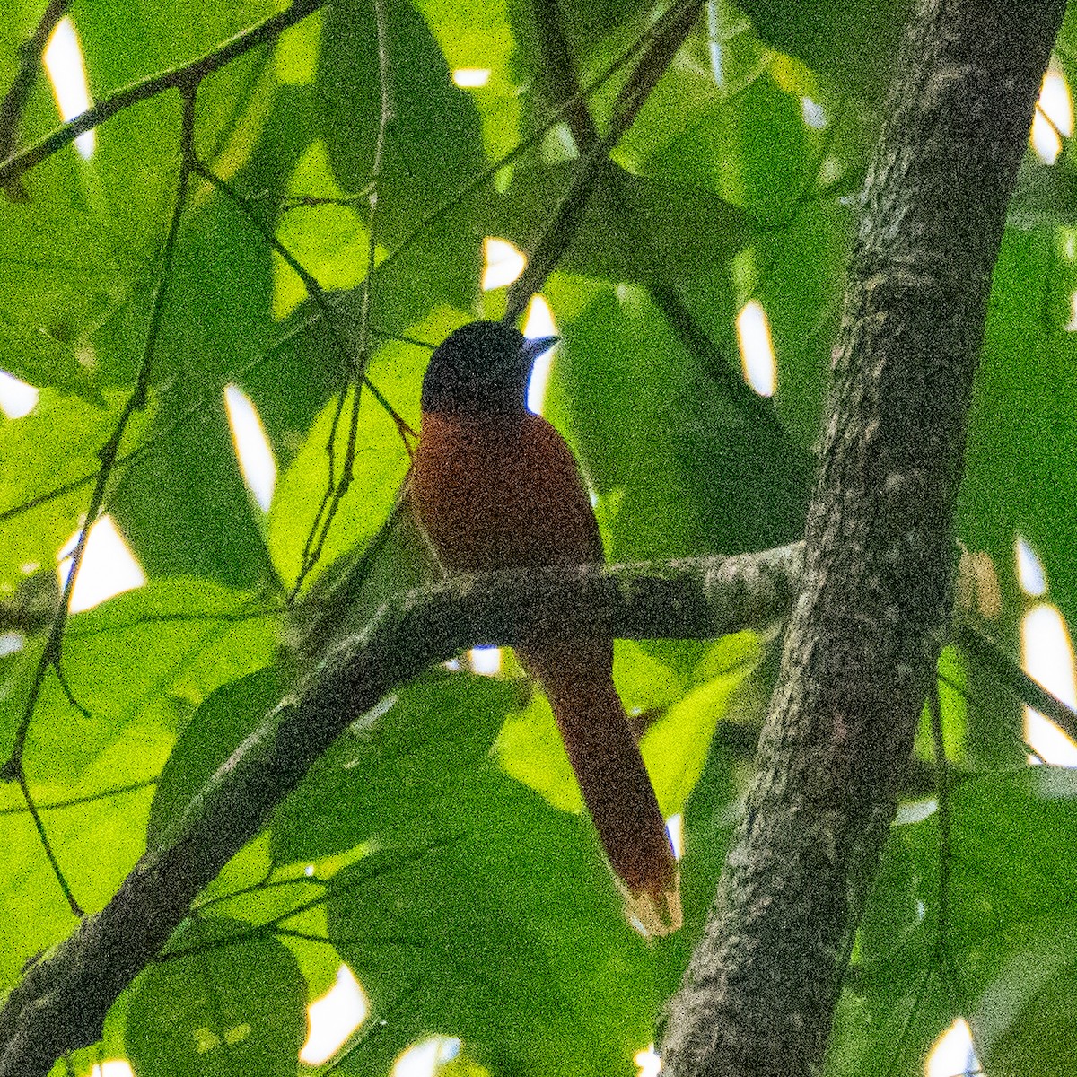 Black-headed Paradise-Flycatcher - ML625876895