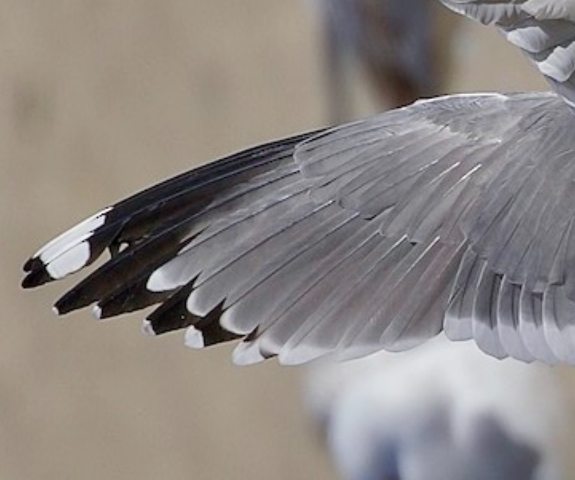 Common Gull (Kamchatka) - ML625877036