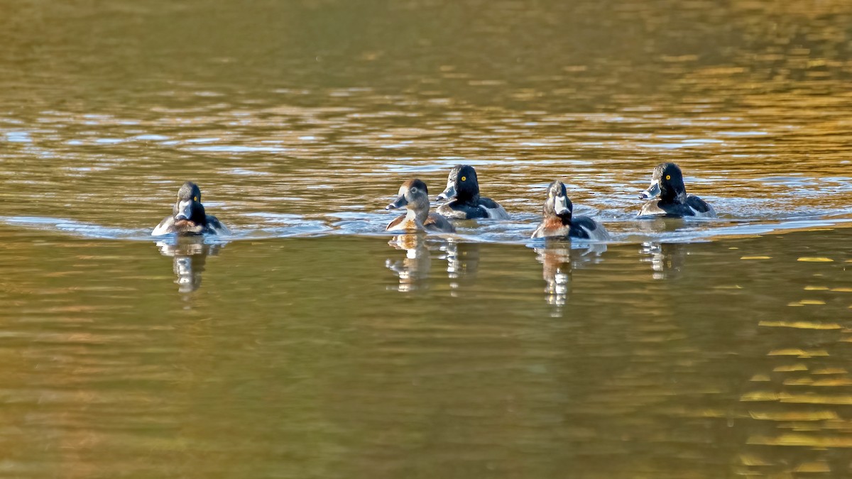 Ring-necked Duck - ML625877061