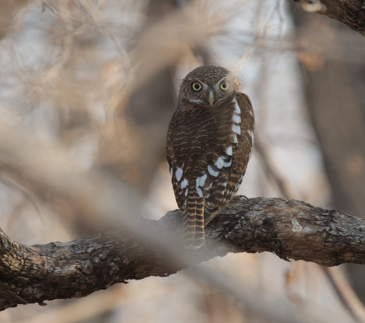 African Barred Owlet - ML625877087