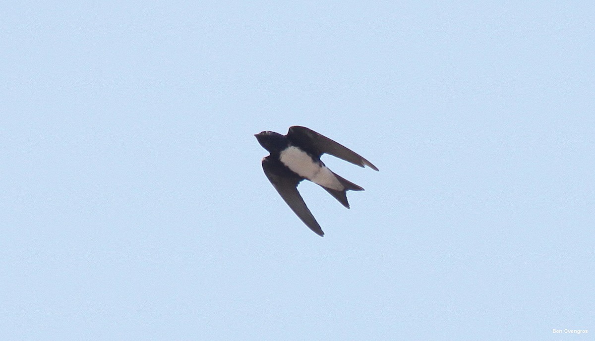 Hirondelle du Sinaloa - ML625877159