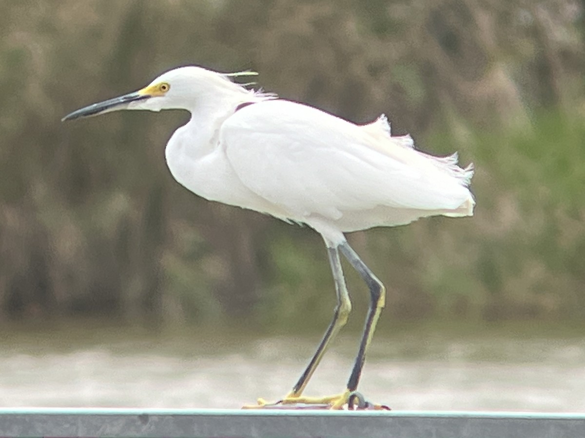 Snowy Egret - ML625877215