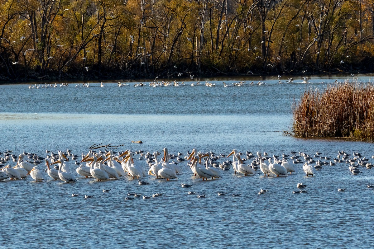 American White Pelican - ML625877246