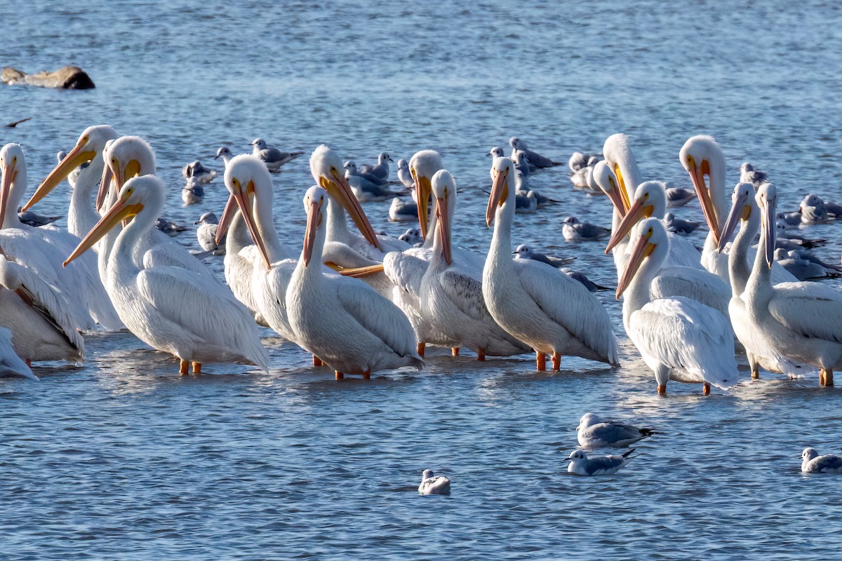 American White Pelican - ML625877251