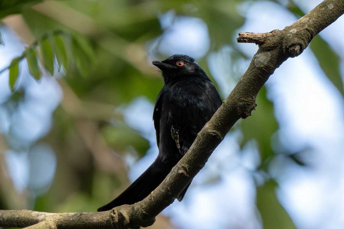 Square-tailed Drongo - ML625877270