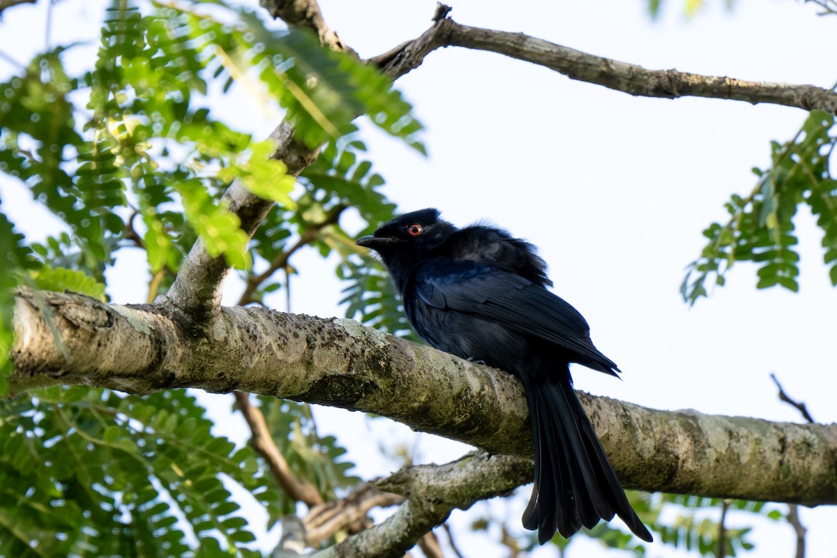 Square-tailed Drongo - ML625877271