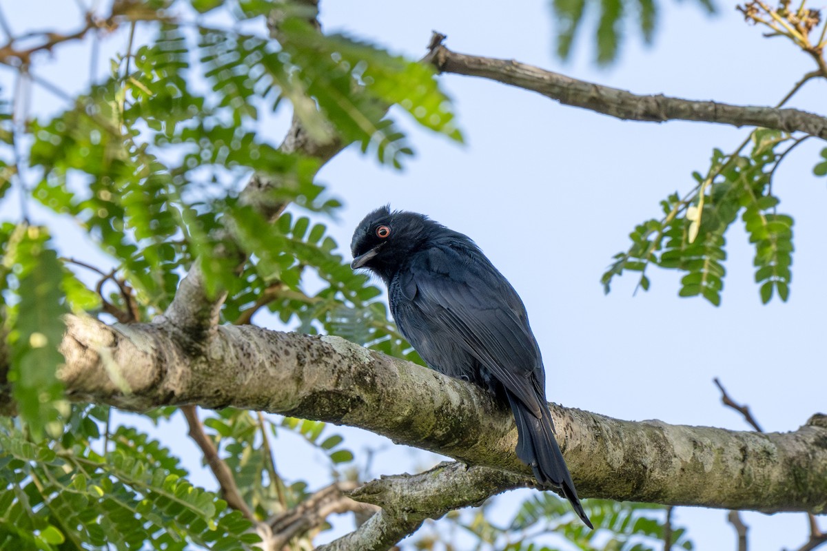 Square-tailed Drongo - ML625877272