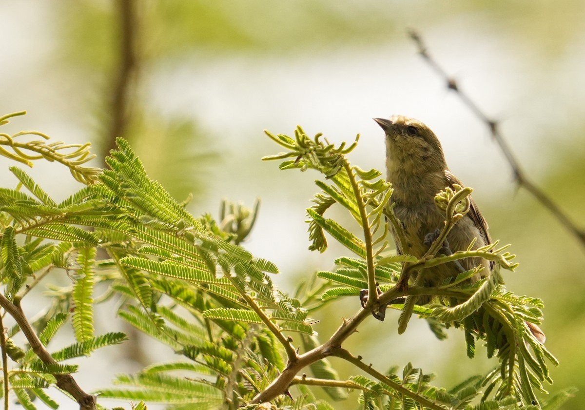 African Penduline-Tit - ML625877348