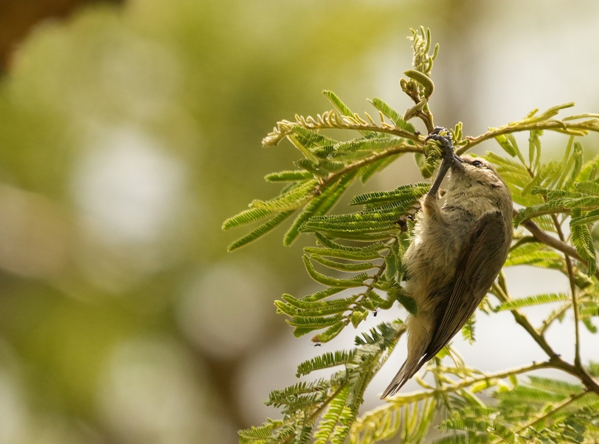 African Penduline-Tit - ML625877371