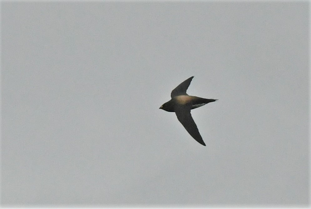 Brown-backed Needletail - ML625877385