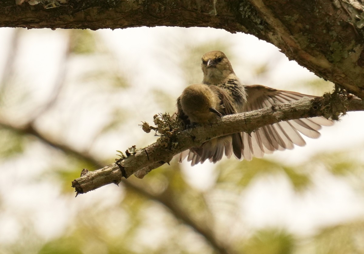 African Penduline-Tit - ML625877397