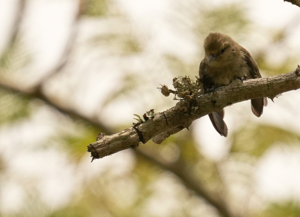 African Penduline-Tit - ML625877420