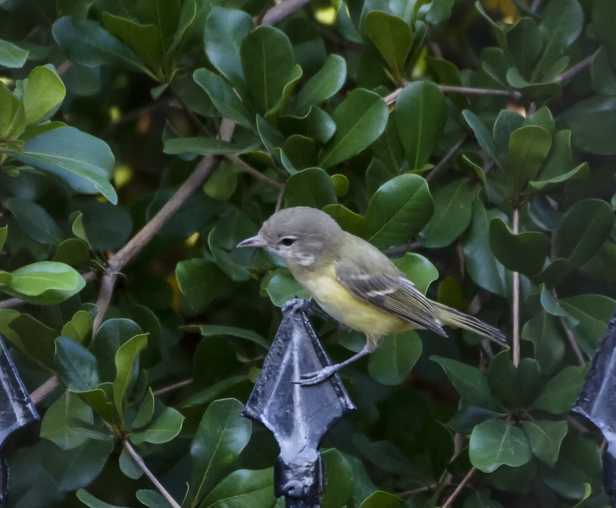 Bell's Vireo - ML625877622