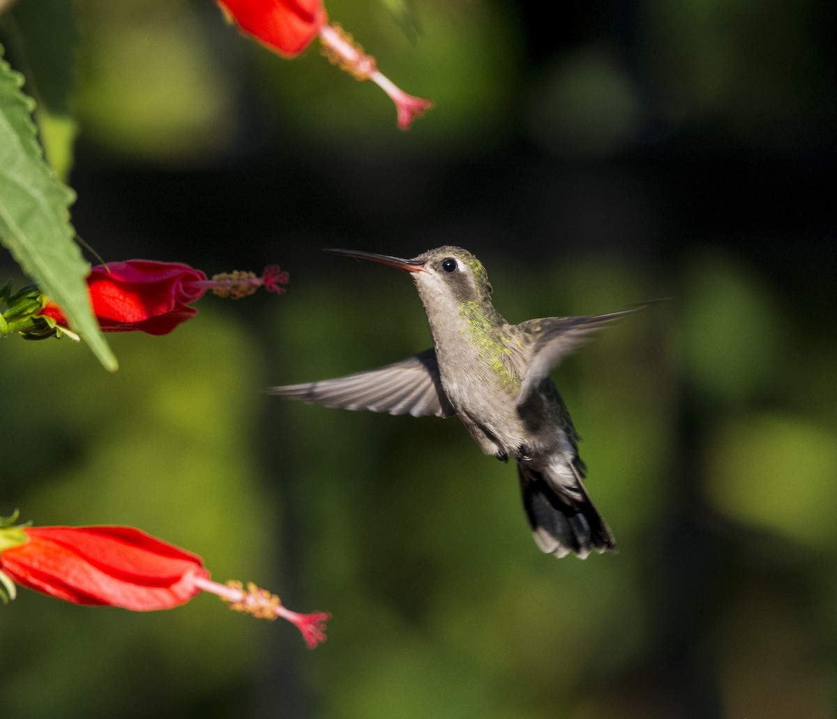 Broad-billed Hummingbird - ML625877624