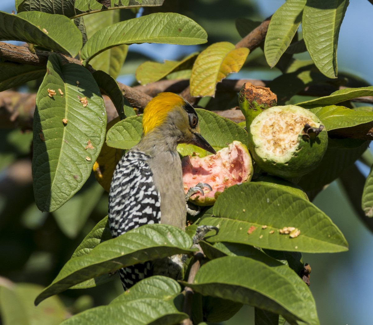 Golden-cheeked Woodpecker - ML625877628