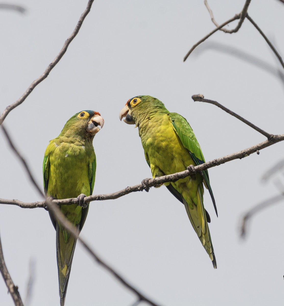 Orange-fronted Parakeet - ML625877726