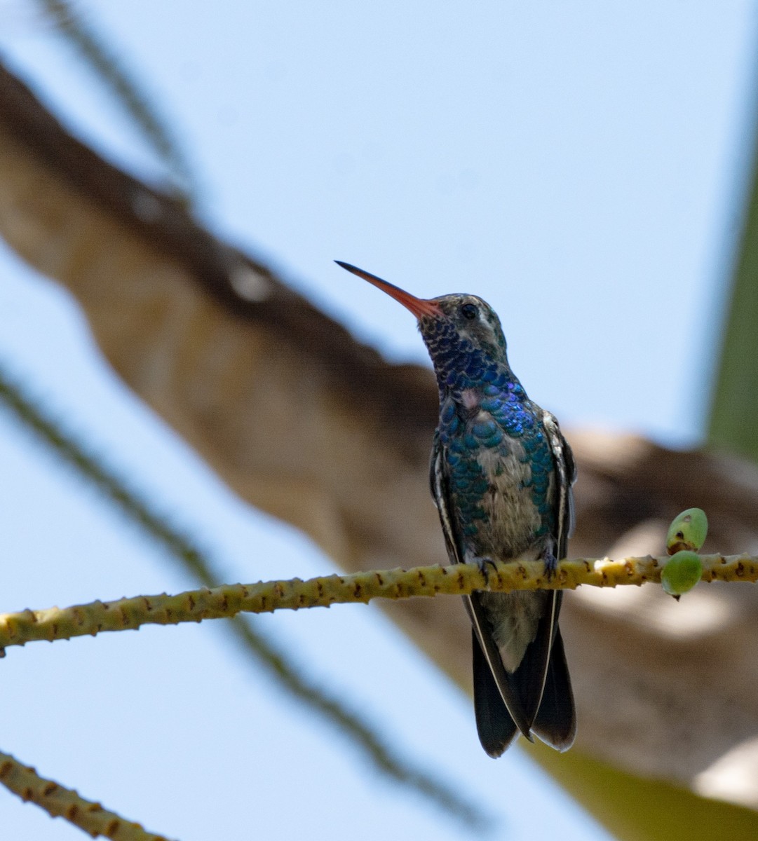 Broad-billed Hummingbird - ML625877735