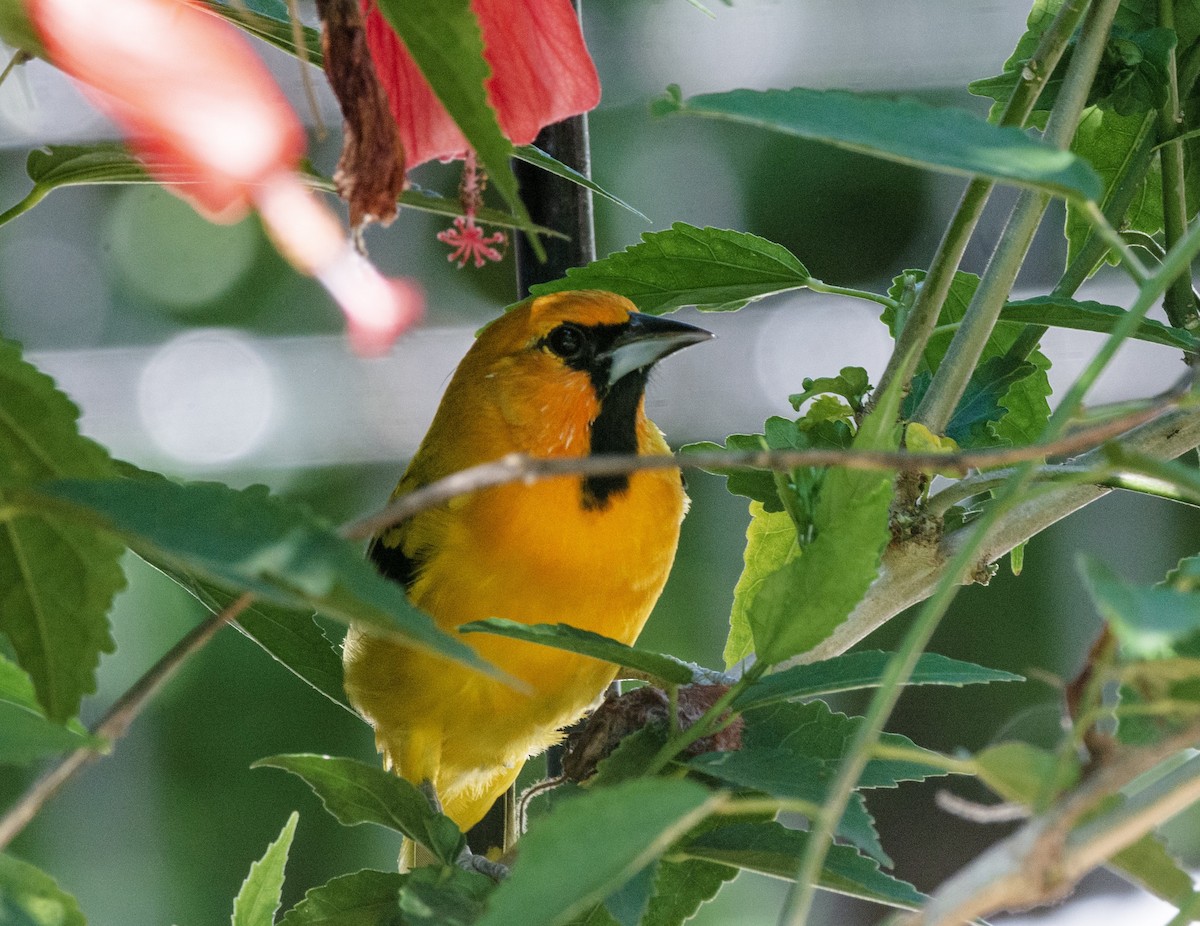 Streak-backed Oriole - ML625877740