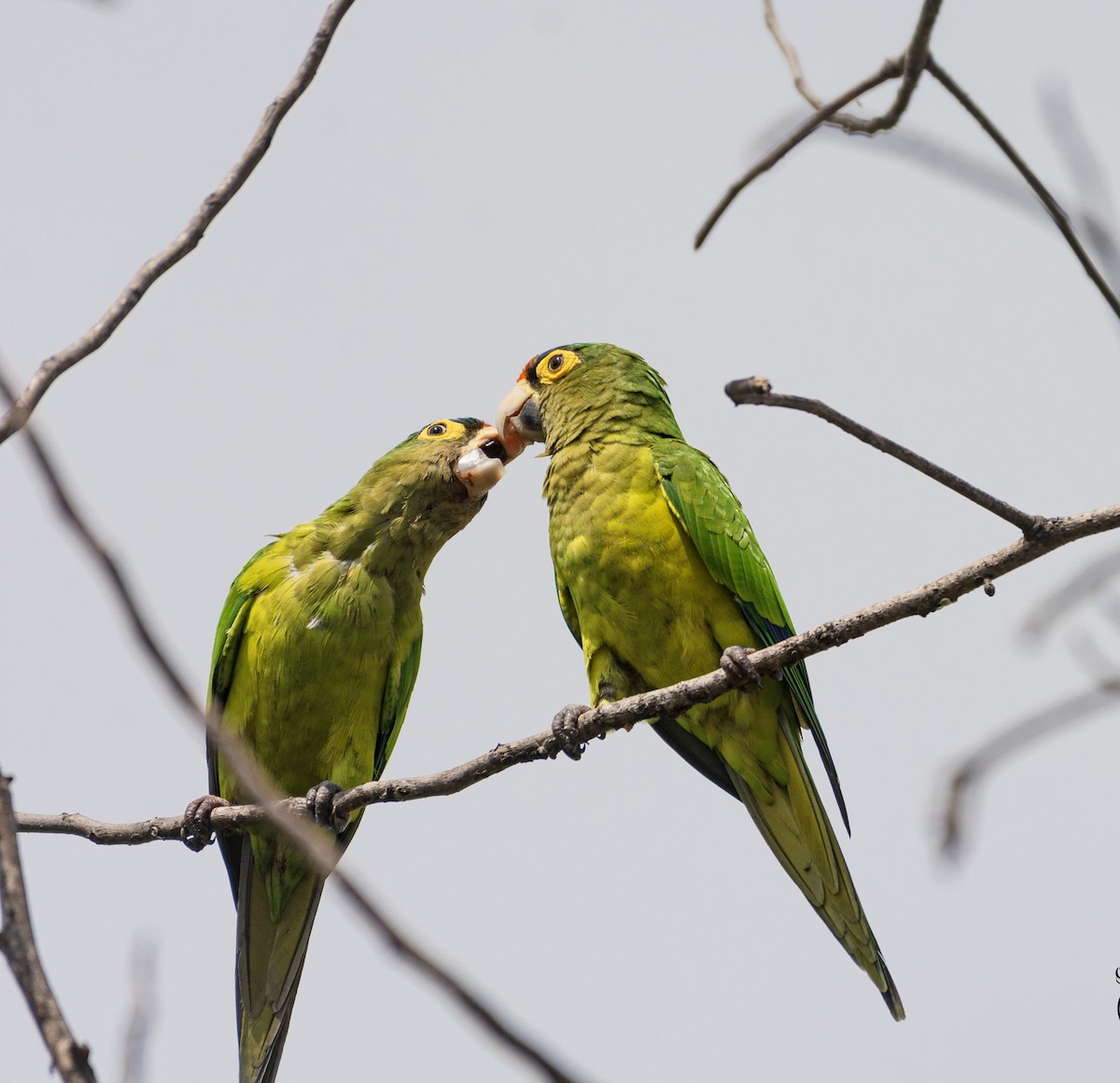 Orange-fronted Parakeet - ML625877749