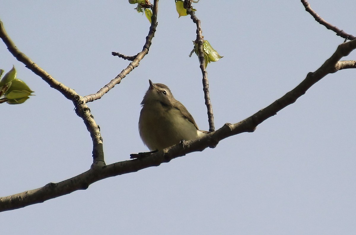 Warbling Vireo - ML625877794