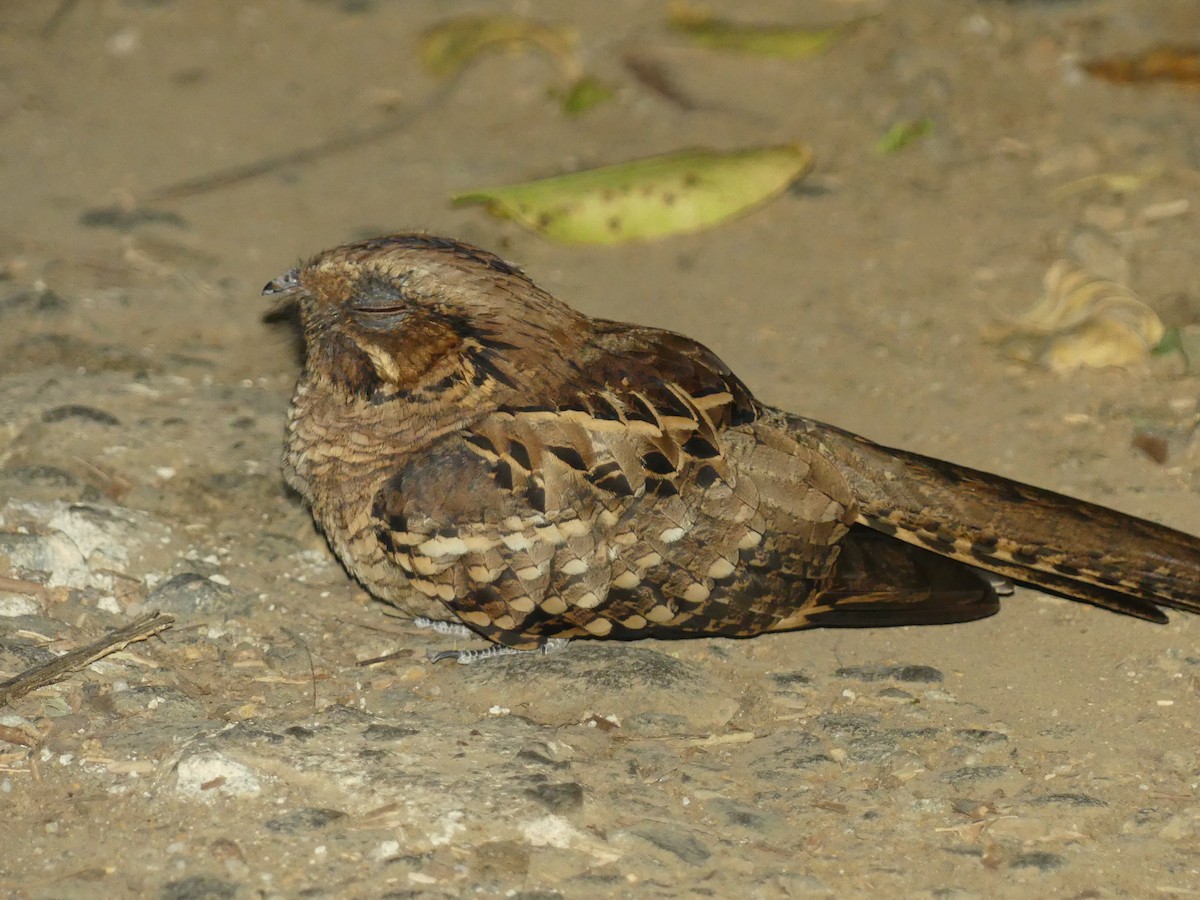 Common Pauraque - Marco Wanke